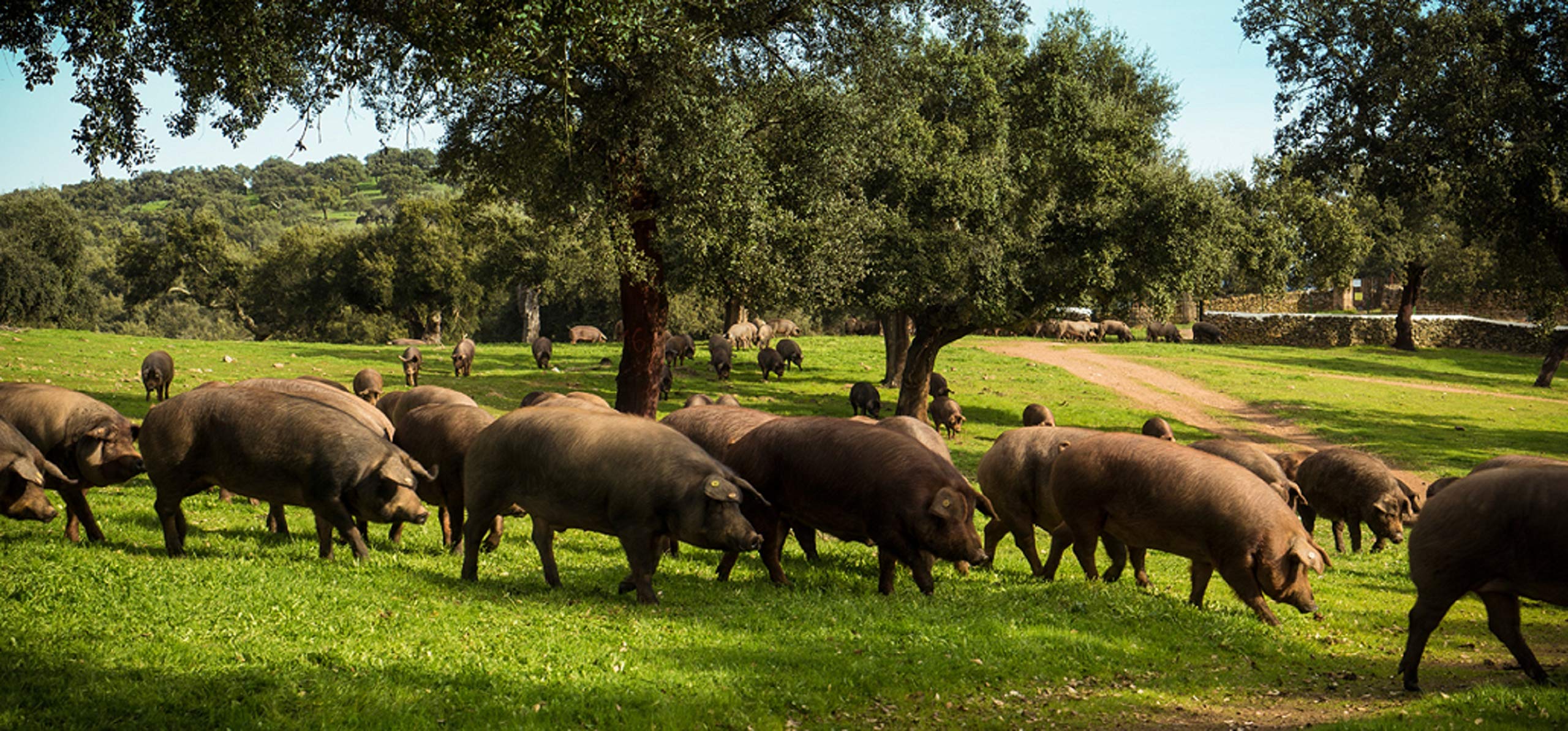 2,5 Kg Paleta Iberica de Cebo Deshuesada Pata Negra 100% Natural - Jamón Ibérico de Salamanca | INSIGNIA IBERICA - Imagen 6